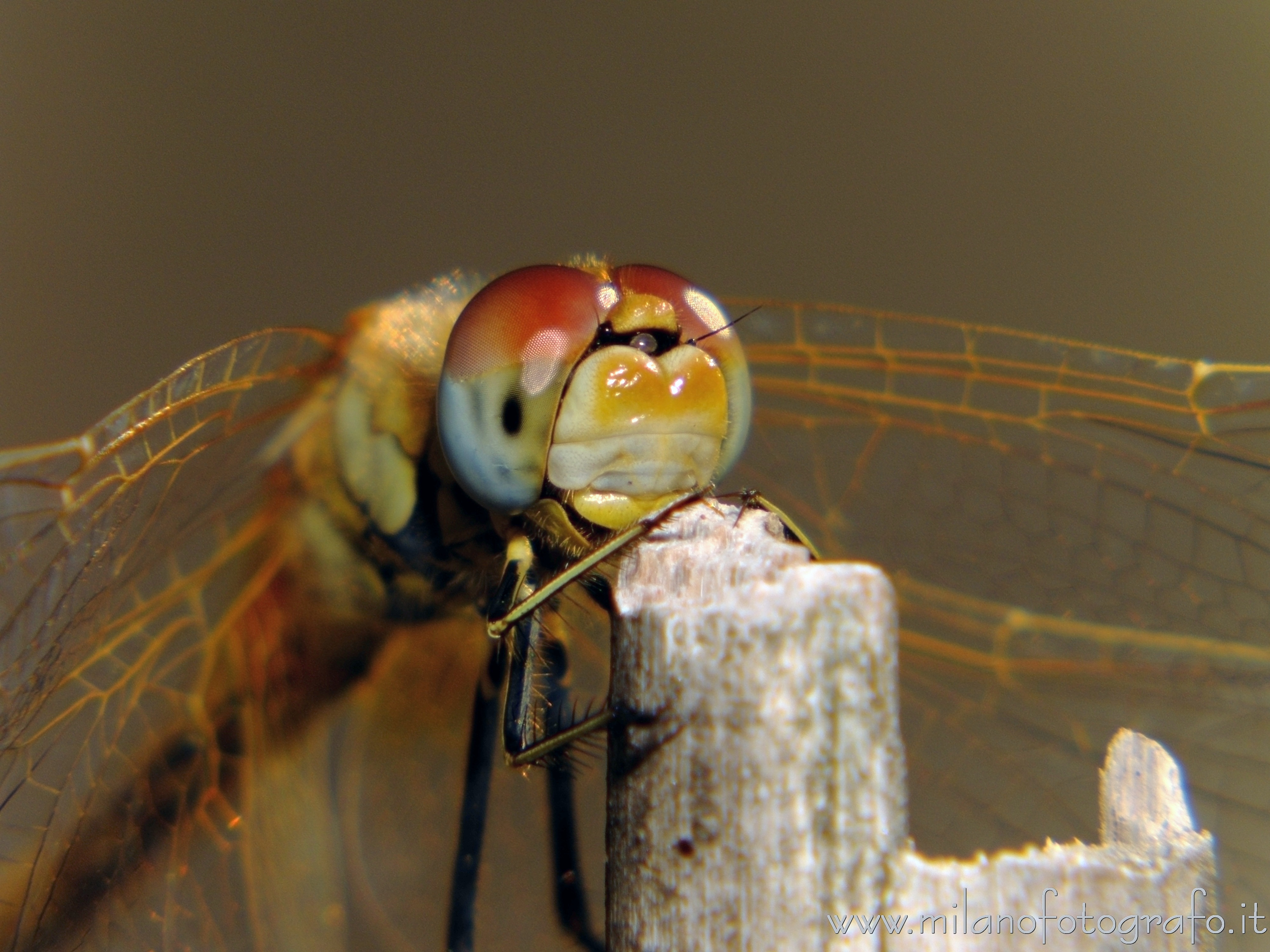 Valmosca fraction of Campiglia Cervo (Biella, Italy) - Probably female of Sympetrum fonscolombii